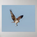 Zoek naar sprei posters Raptor