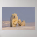 Zoek naar baby ijsbeer posters Witte beer
