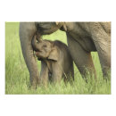 Zoek naar indische olifant posters Dieren in het wild