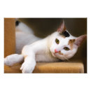 Zoek naar calico kat posters Dier