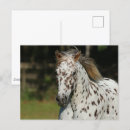 Zoek naar spotty briefkaarten Paard