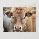 Zoek naar koe briefkaarten Dieren