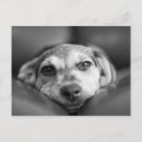 Zoek naar hond portretten briefkaarten Zwart