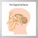 Zoek naar zenuwen posters Bruin