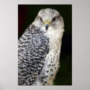 Zoek naar valk posters Dieren