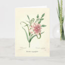 Zoek naar dianthus kaarten Anjer