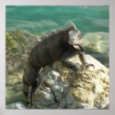 Zoek naar groene leguaan posters Dier