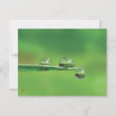 Zoek naar dauw briefkaarten Natuur