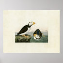 Zoek naar papegaaiduiker kunst Puffin