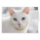 Zoek naar katten redding briefkaarten Vriend