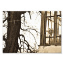 Zoek naar sepia fotografie Boom