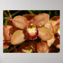 Zoek naar regendruppels posters Bloem