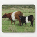 Zoek naar cow muismatten Kalf