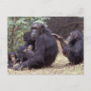 Zoek naar baby chimpansee briefkaarten Aap