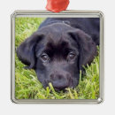 Zoek naar zilveren ornamenten Puppy