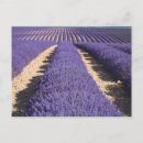 Zoek naar valensole briefkaarten Landbouw