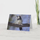 Zoek naar spechten briefkaarten Fotografie