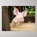 Zoek naar gelukkig varken posters Roze