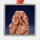 Zoek naar schild ornamenten Embleem