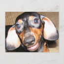 Zoek naar smiling briefkaarten Puppy
