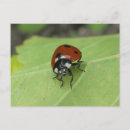 Zoek naar ladybird briefkaarten Insecten