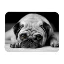 Zoek naar sad magneten Pug
