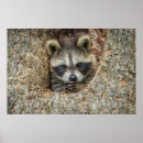 Zoek naar wasbeer posters Dieren