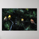 Zoek naar gele vink posters Geel