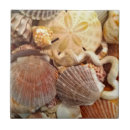 Zoek naar sand dollar tegels Zeeschelpen