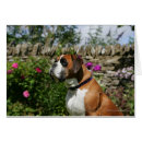 Zoek naar boxer dog briefkaarten Zitten