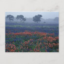 Zoek naar eik briefkaarten Veld