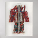 Zoek naar zenuwen posters Anatomie