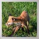Zoek naar vos fotografie Dieren