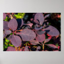 Zoek naar donkerrood posters Herfst