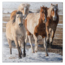 Zoek naar palomino huis geschenken Boerderij