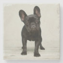 Zoek naar french bulldog onderzetters Buldog