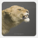 Zoek naar agressie stickers Close up