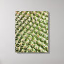 Zoek naar macro fotografie Cactus