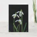 Zoek naar sneeuwklokje kaarten Groet