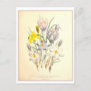 Zoek naar krokus bloemen posters Crocus