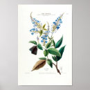 Zoek naar antiek botanische illustratie posters Elk persoon
