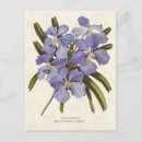 Zoek naar blauwe orchidee briefkaarten Elk persoon