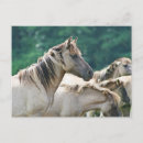 Zoek naar kudde briefkaarten Paard