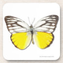 Zoek naar schattige fotografie Dier