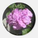 Zoek naar géranium magneten Roze