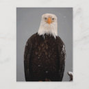 Zoek naar roofvogel briefkaarten Arend