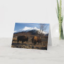 Zoek naar bizon briefkaarten Sneeuw