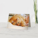 Zoek naar maine coon kaarten Feliene