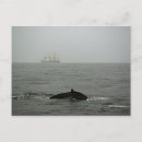 Zoek naar whale briefkaarten Water