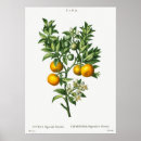 Zoek naar botanical illustration kunst Vintage